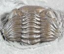 Wide, Partial Eldredgeops Trilobite - Ohio #55461-3
